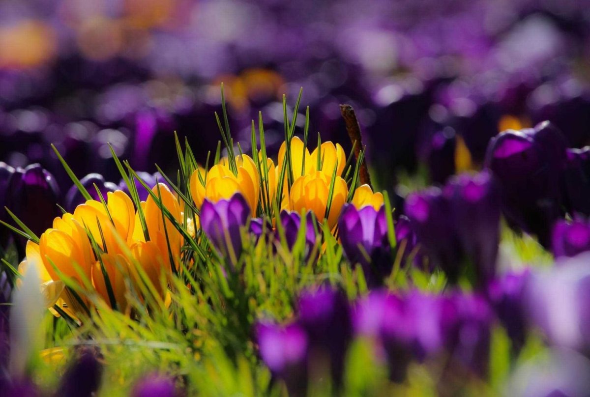 Нидерланды весенний парк Keukenhof