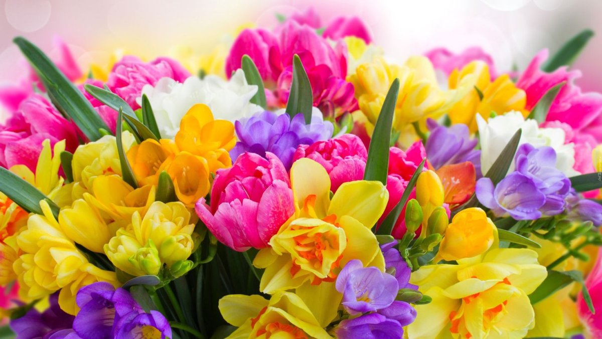 Фрезия (Freesia)