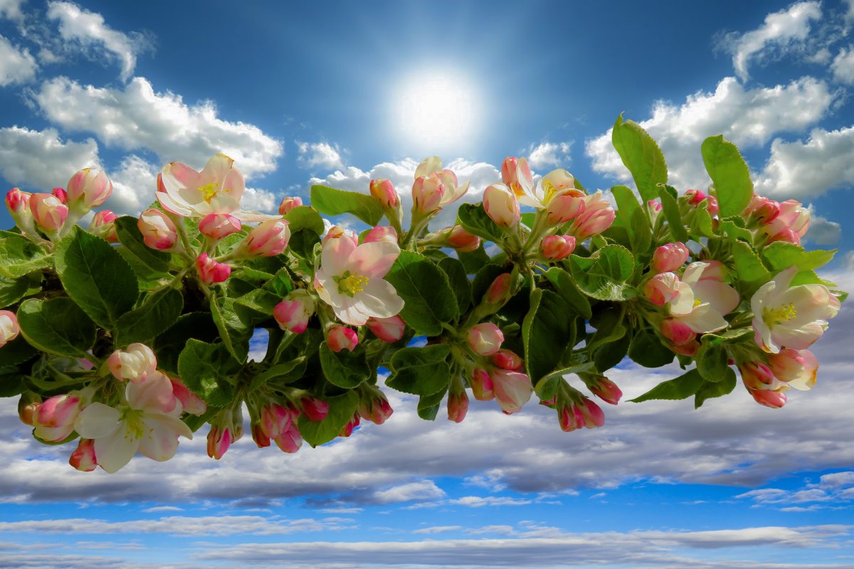 Весна тюльпаны