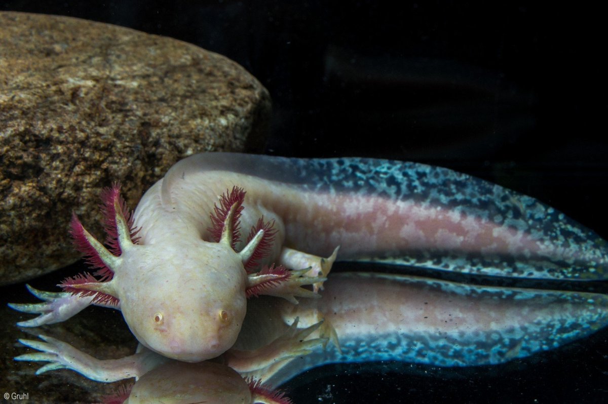 Аксолотль черный