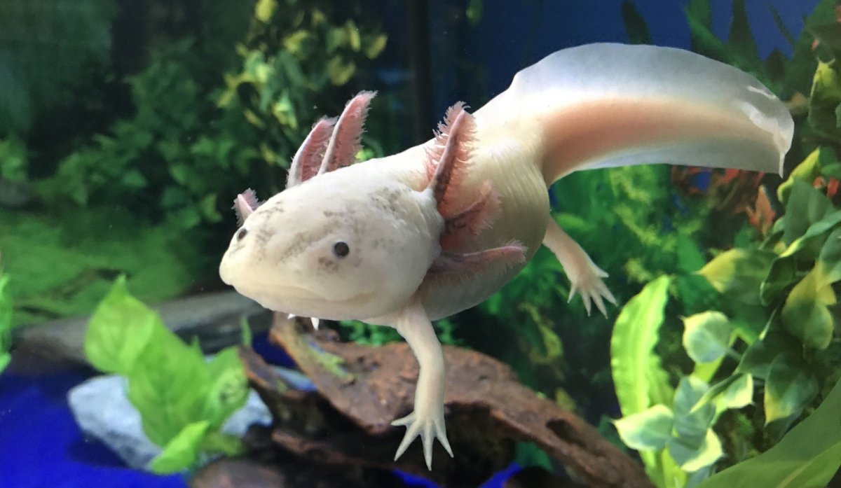 Аксолотль голубой