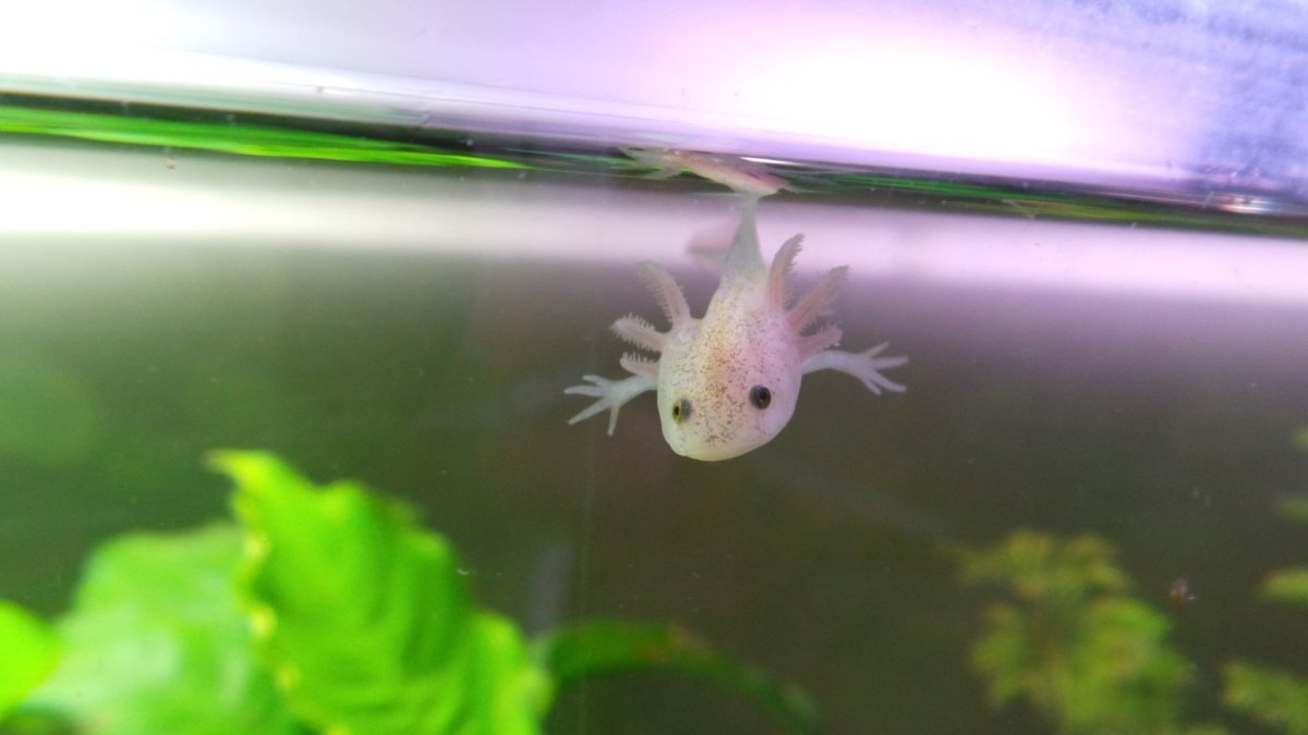 Аксолотль черный и белый