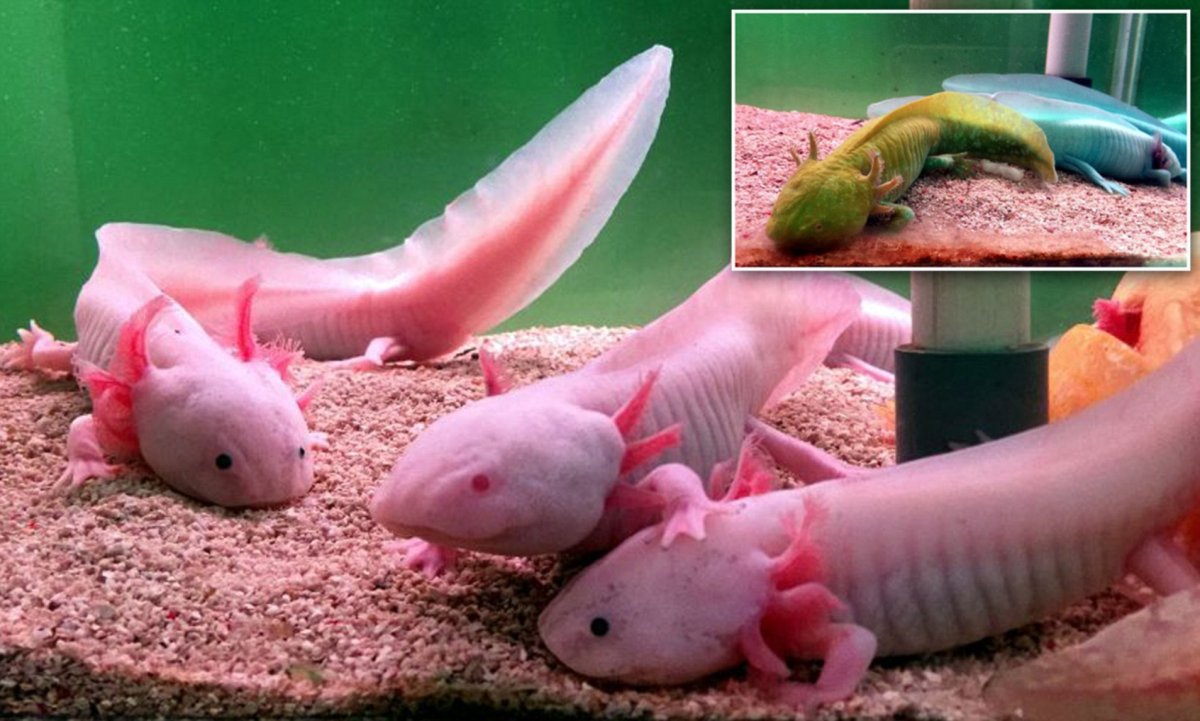 Амбистома и аксолотль