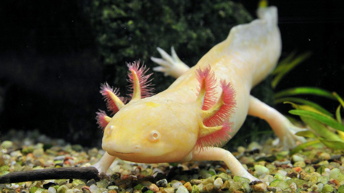 Мексиканская саламандра аксолотль