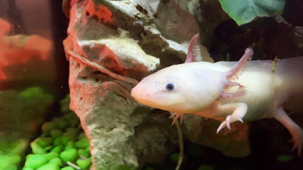 Мексиканская саламандра аксолотль