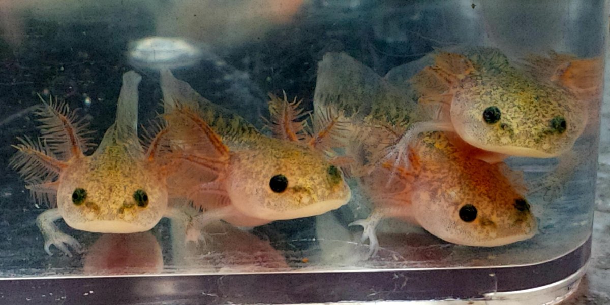 Взрослая особь аксолотль аксолотль