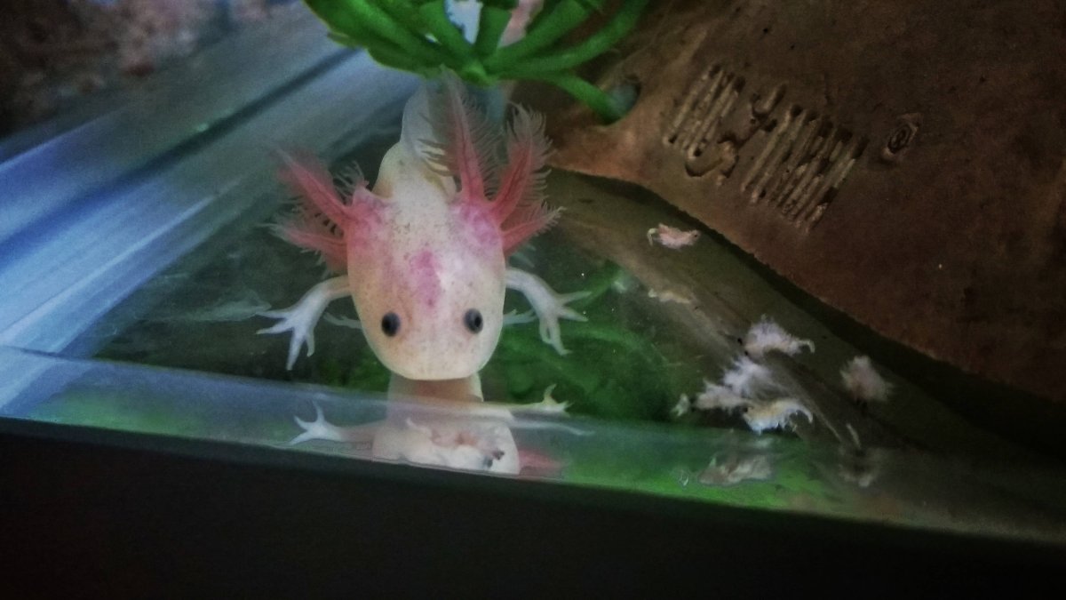 Аксолотль агатовый