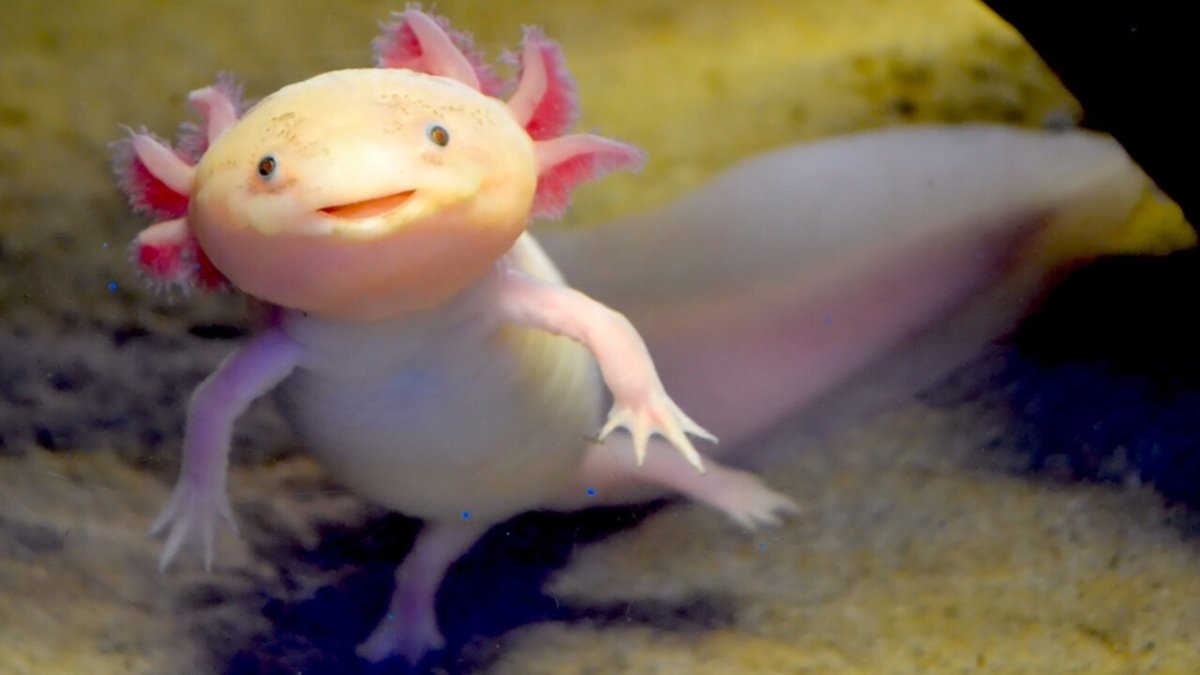 Аксолотль майнкрафт