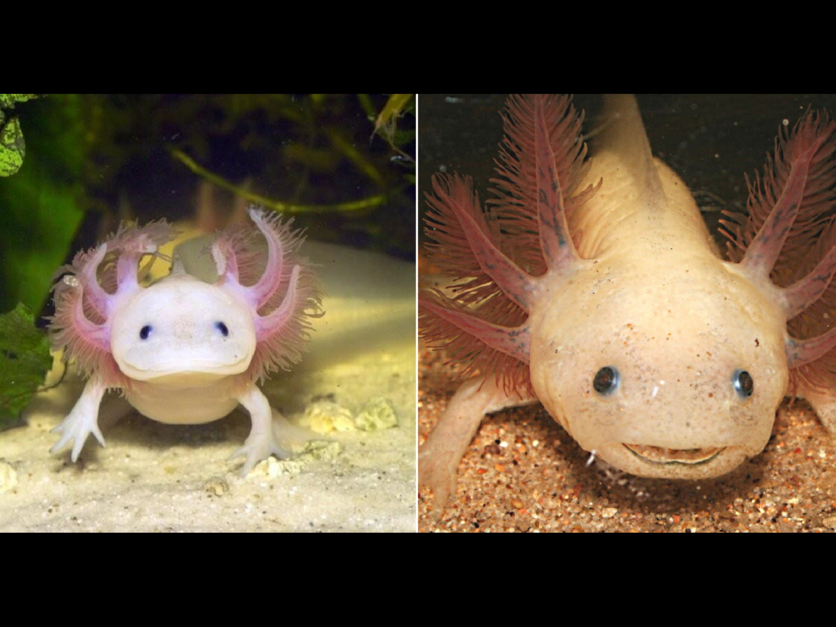 Мексиканская саламандра аксолотль питание