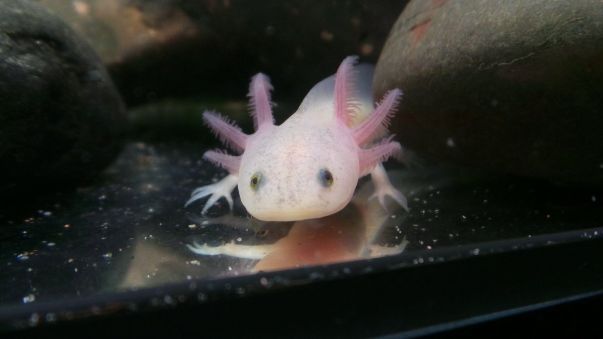 Личинка Саламандры аксолотль