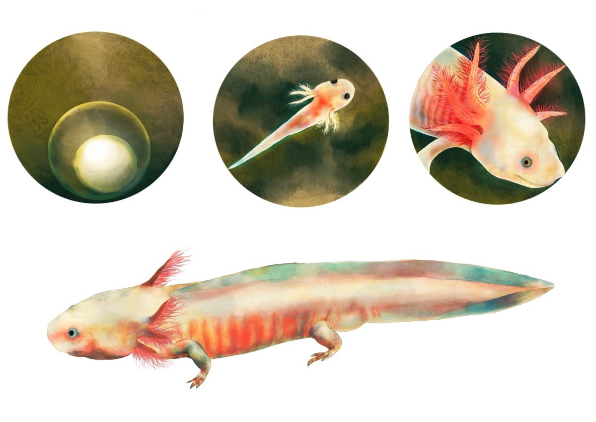 Аксолотль японский