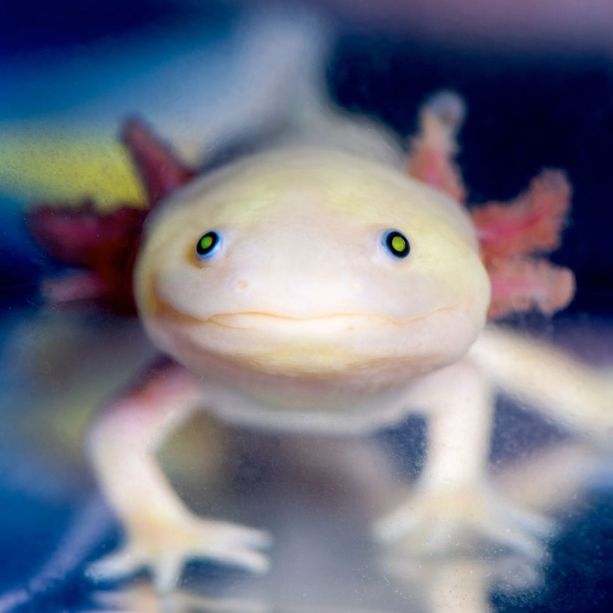 Пожилой аксолотль