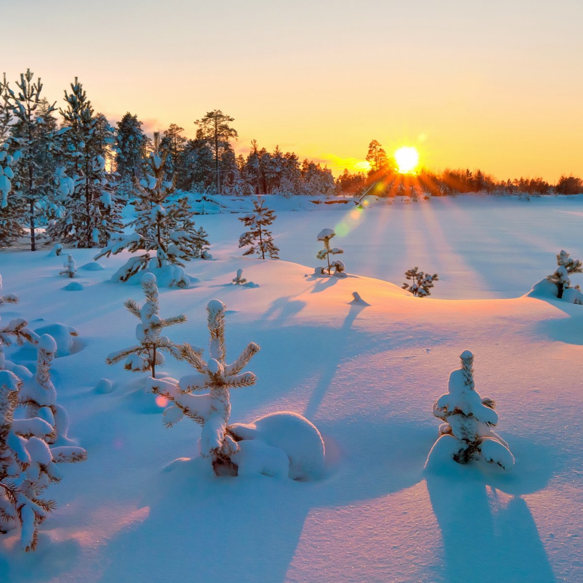 Зимний Солнечный лес