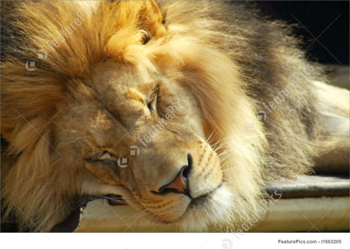 Ленивый Лев