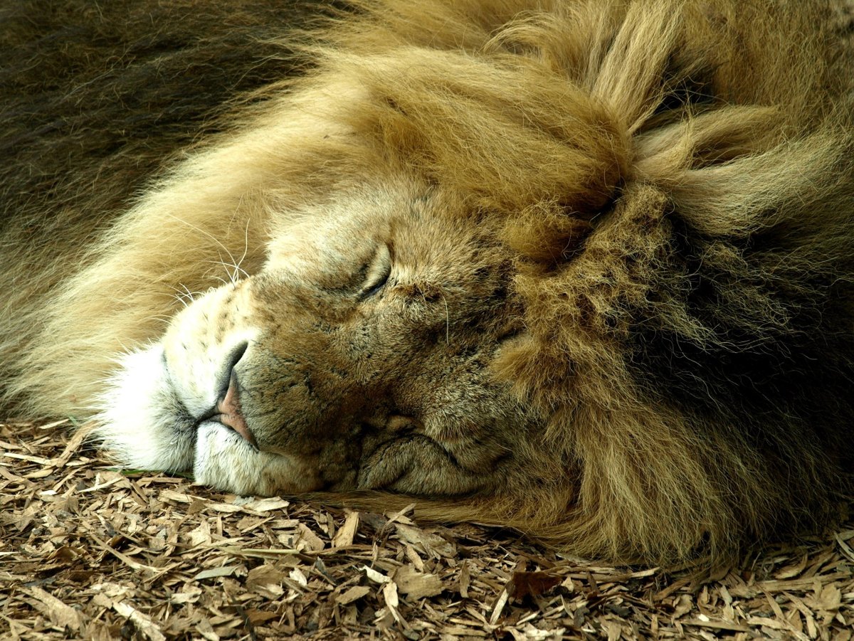 Лев спит