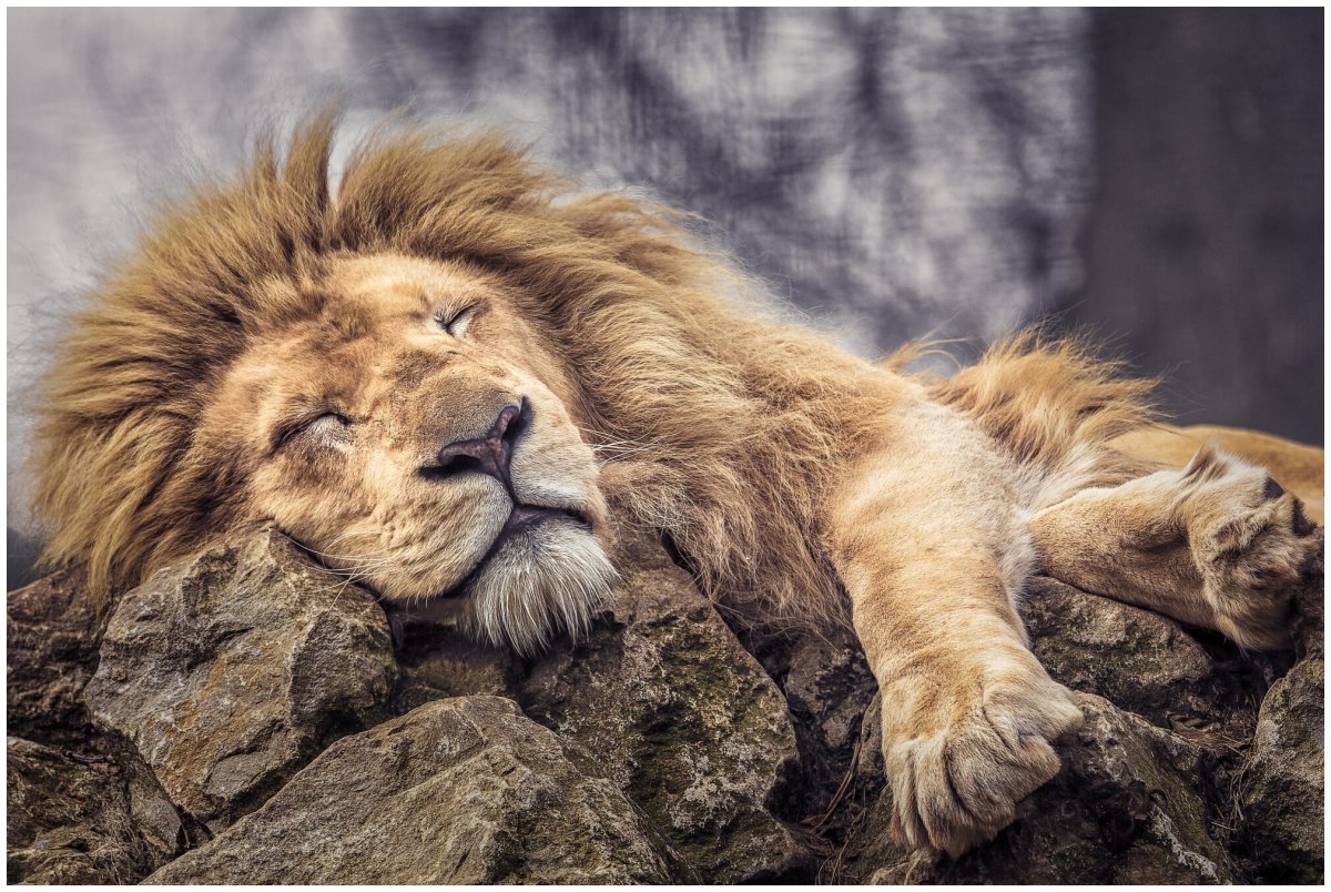 Trefl пазлы спящий Лев (1000 деталей)