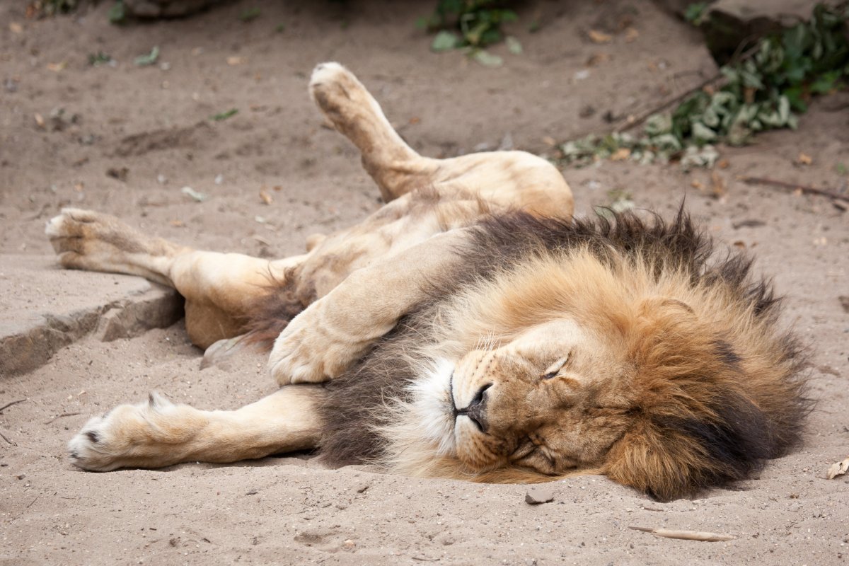 Лев спящий