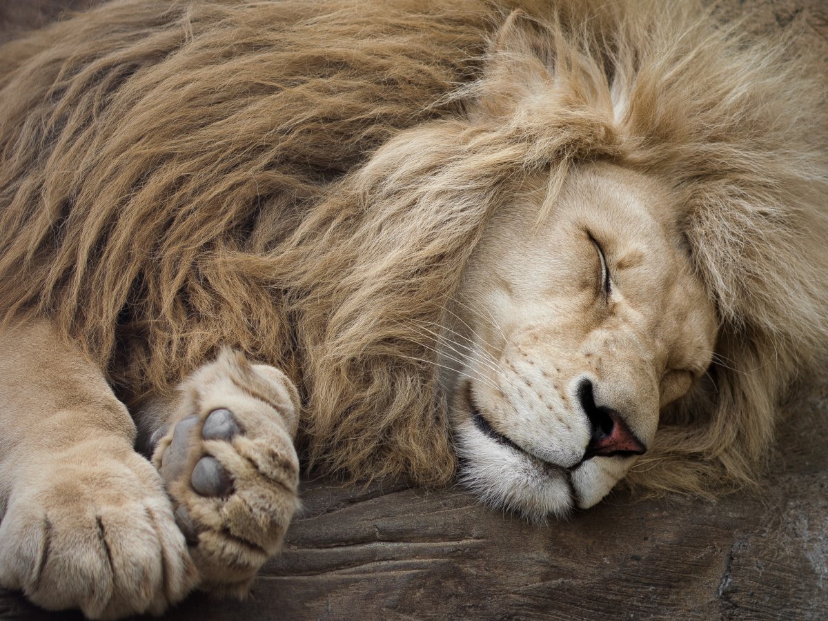 Сладких снов Львенок