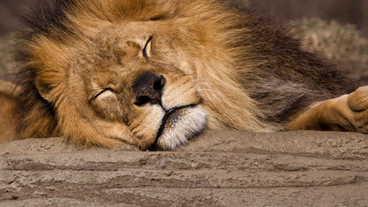 Фотообои спящий Лев