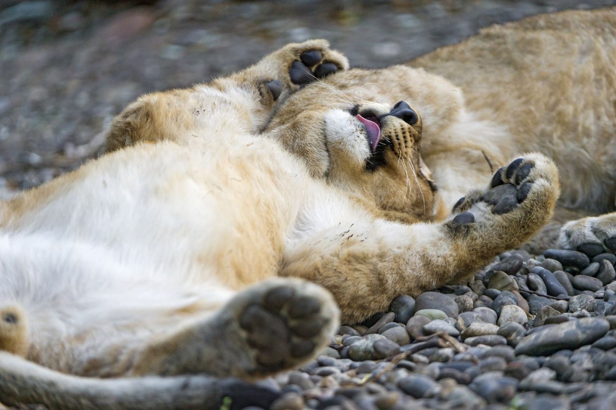 Одинокий Лев