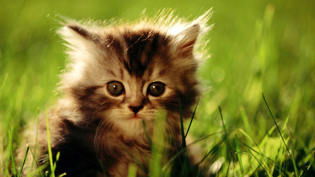 Фотообои на экран смартфона