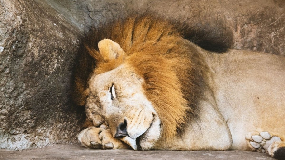 Спокойный Лев