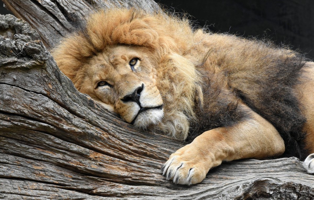 Удивленный Лев