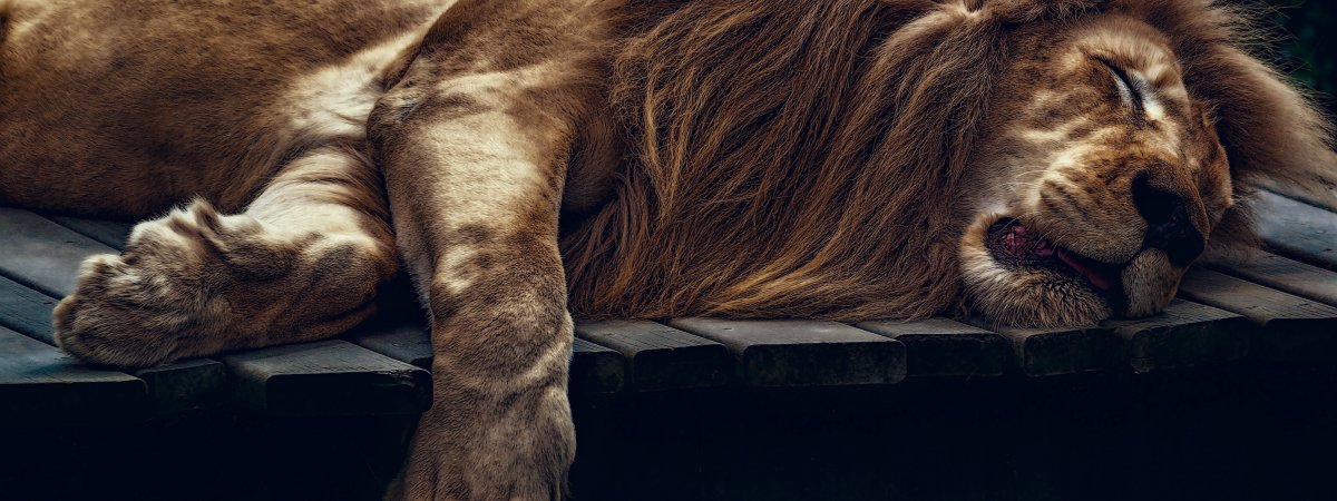 Львица лежит