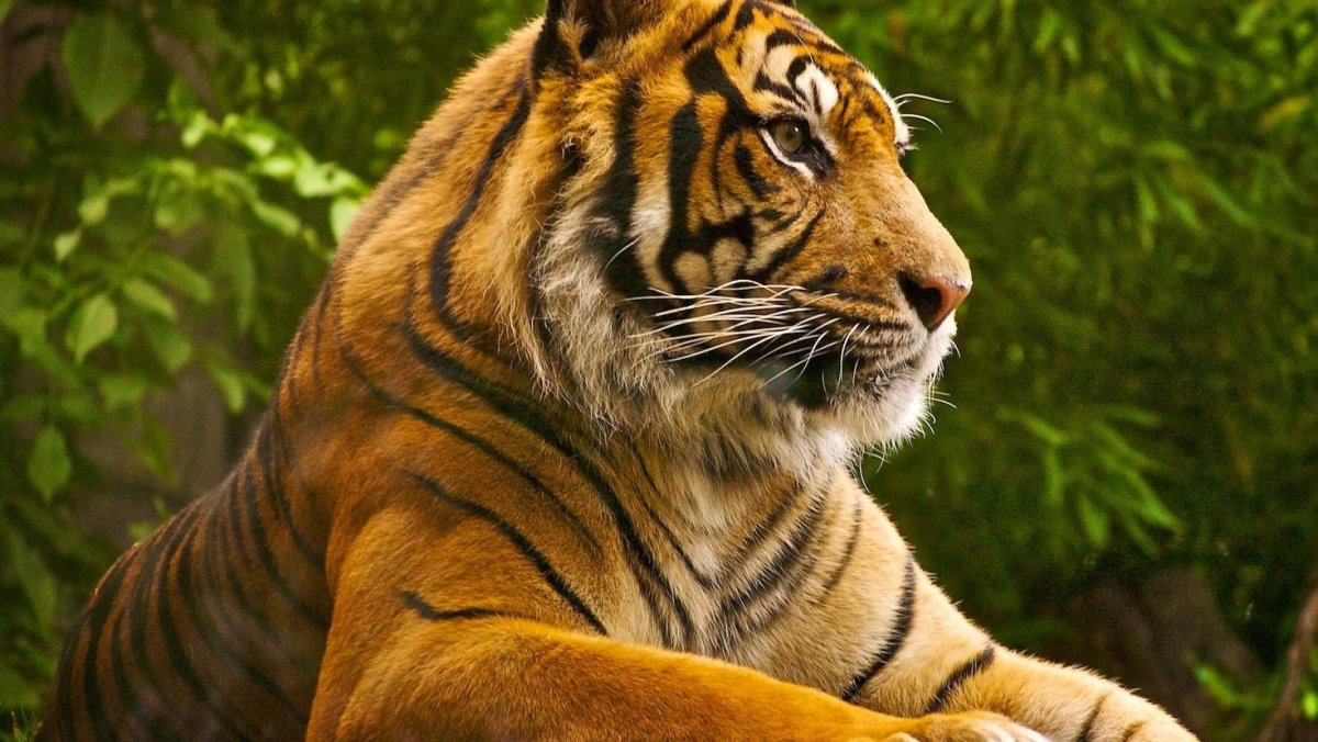 Смешной фон