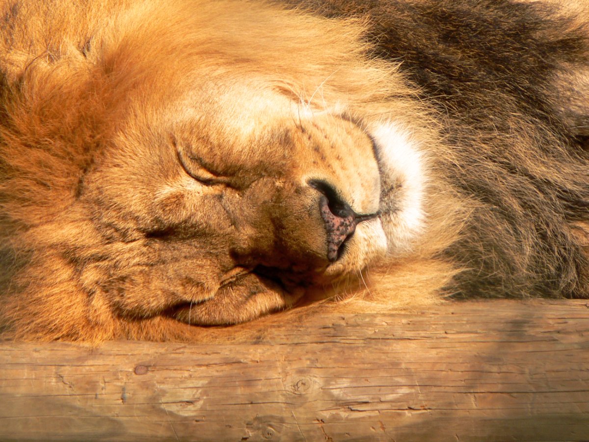 Спящие львята