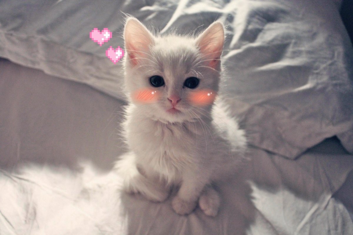 Рэгдолл гетерохромия