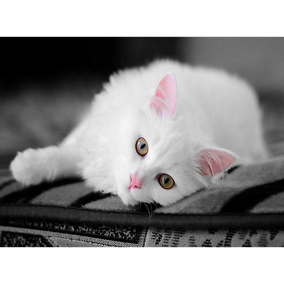 Белая киска