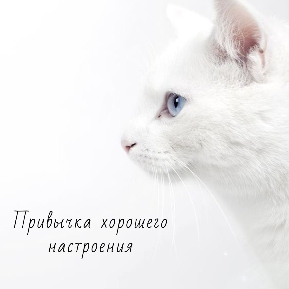 Эмма белая кошка