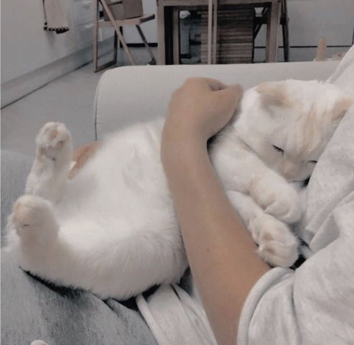 Белый котенок Эстетика