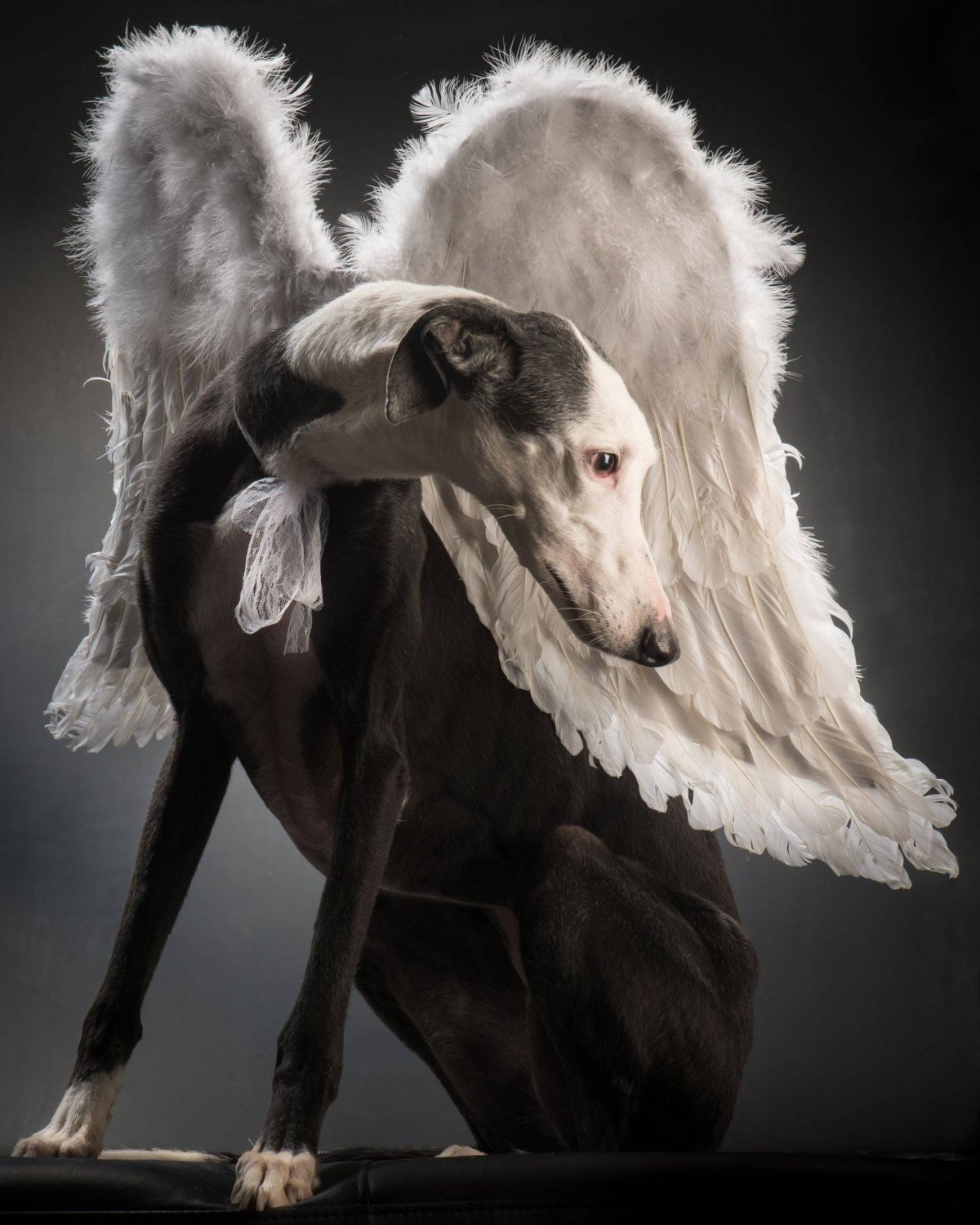 Собака с крыльями ангела