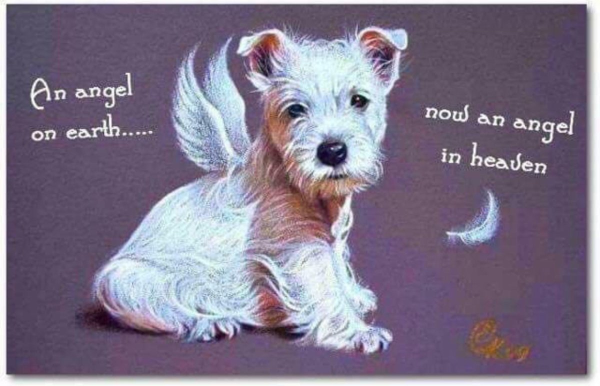 Щенок с крыльями