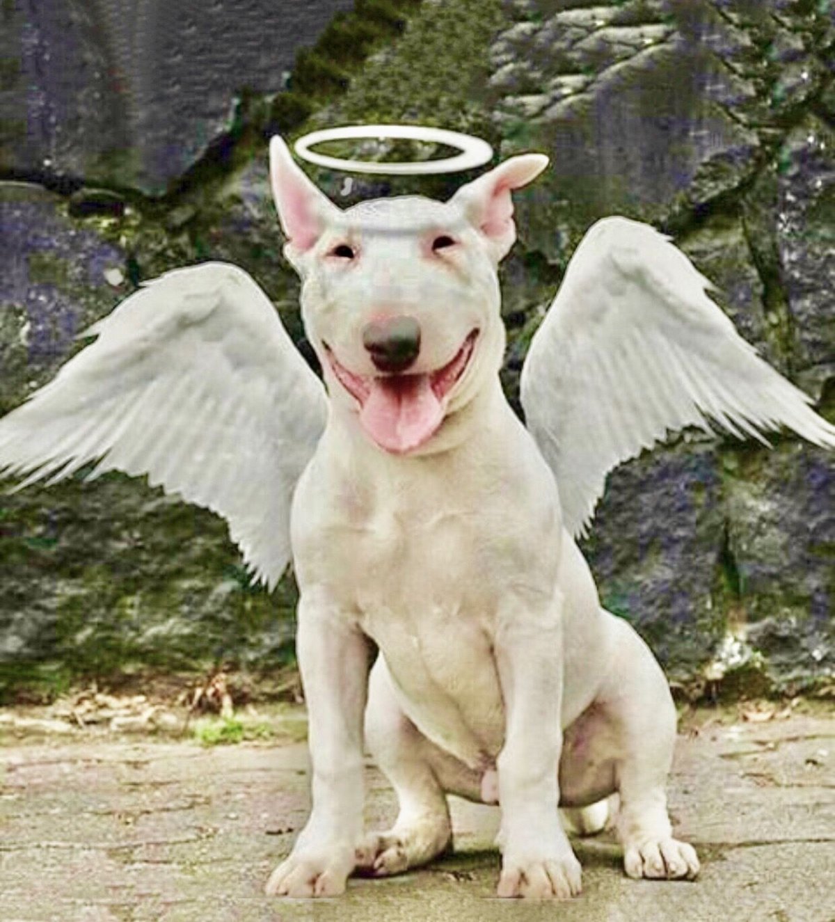 Селфи Кэндис Свейнпол