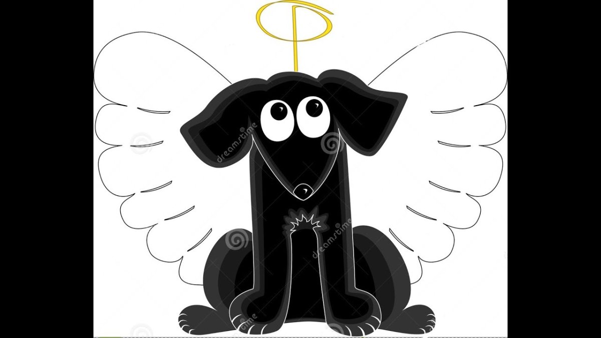 Порода собаки Рамиля Алимова