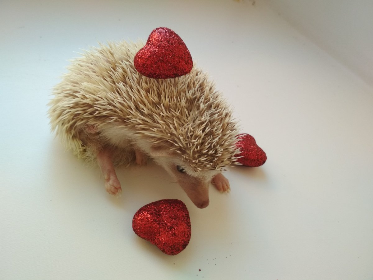 Люблю ежика