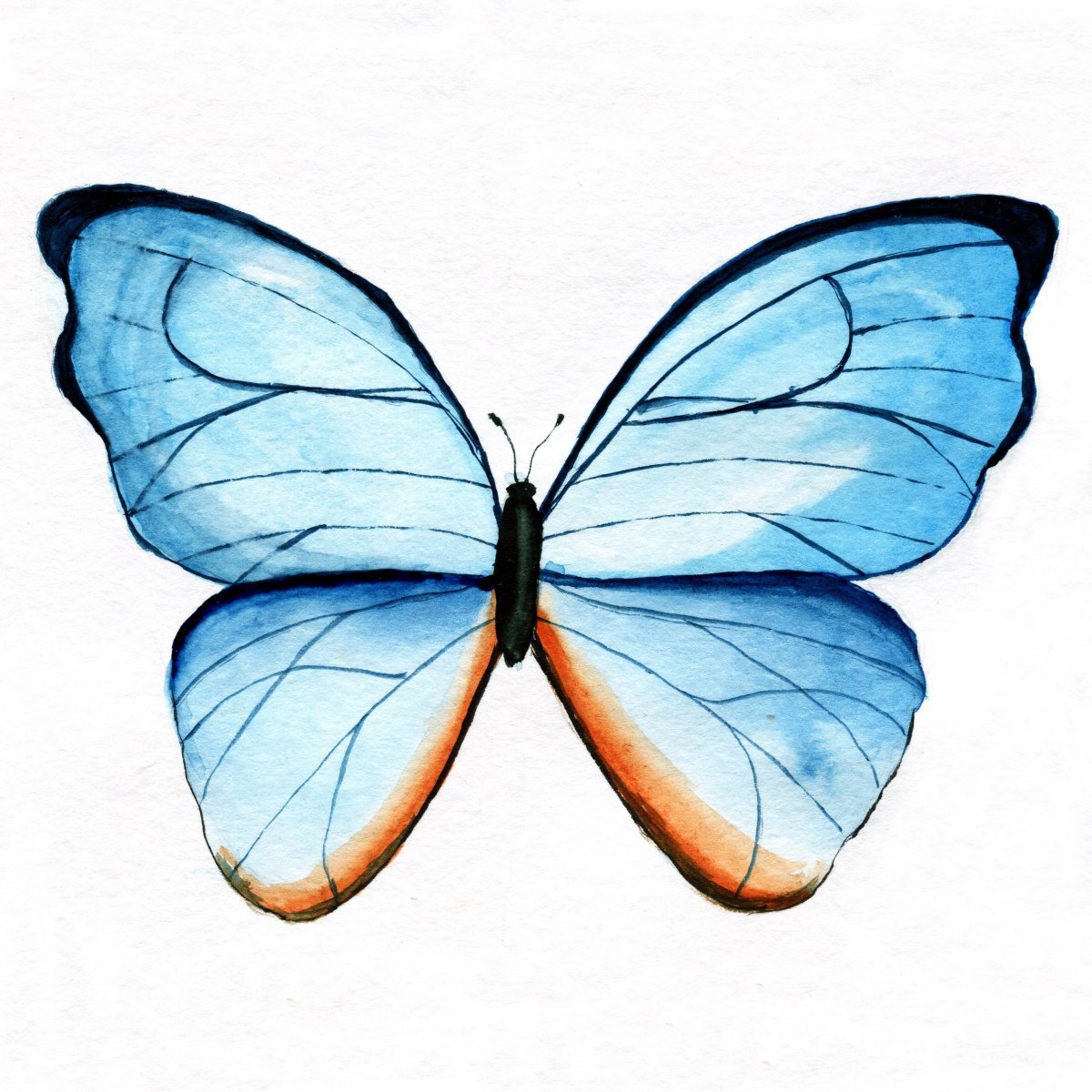 Бабочки акварелью для начинающих
