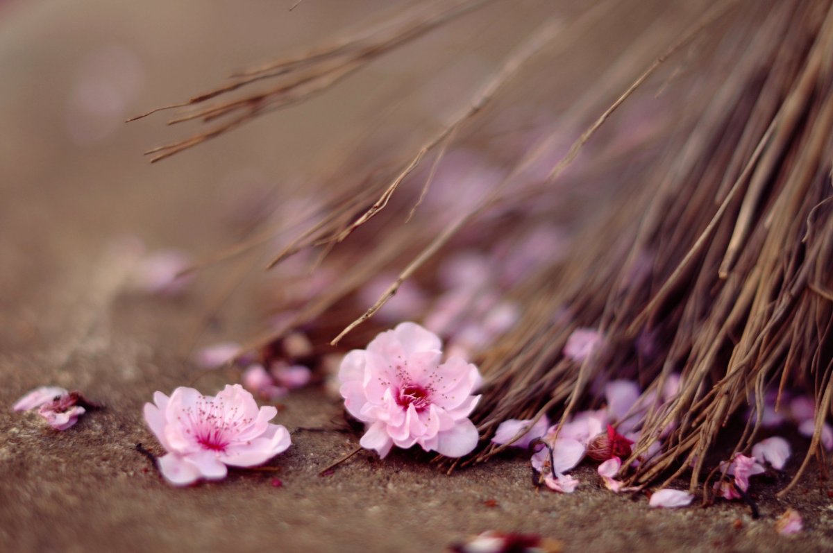 Нежные розовые цветы