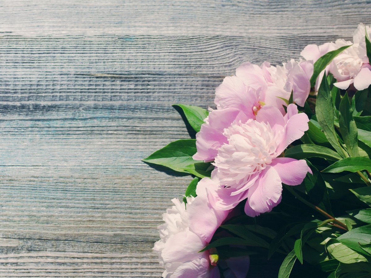 Фотофон пионы