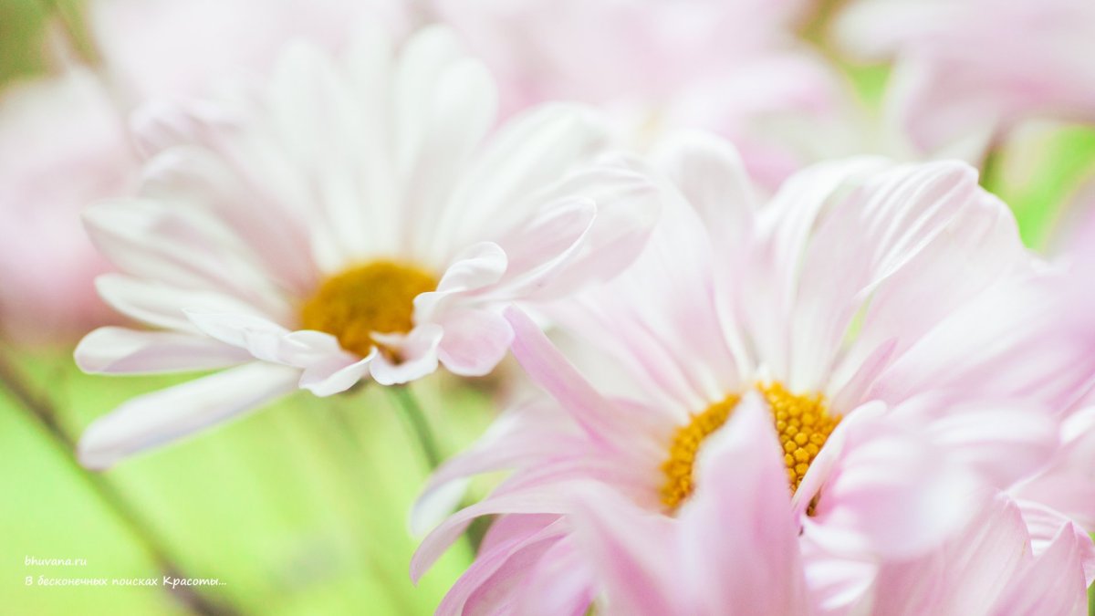 Картинки на рабочий стол цветы нежные