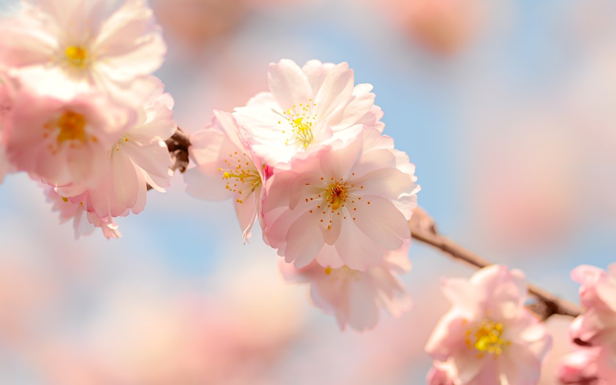 Красивые нежные весенние цветы