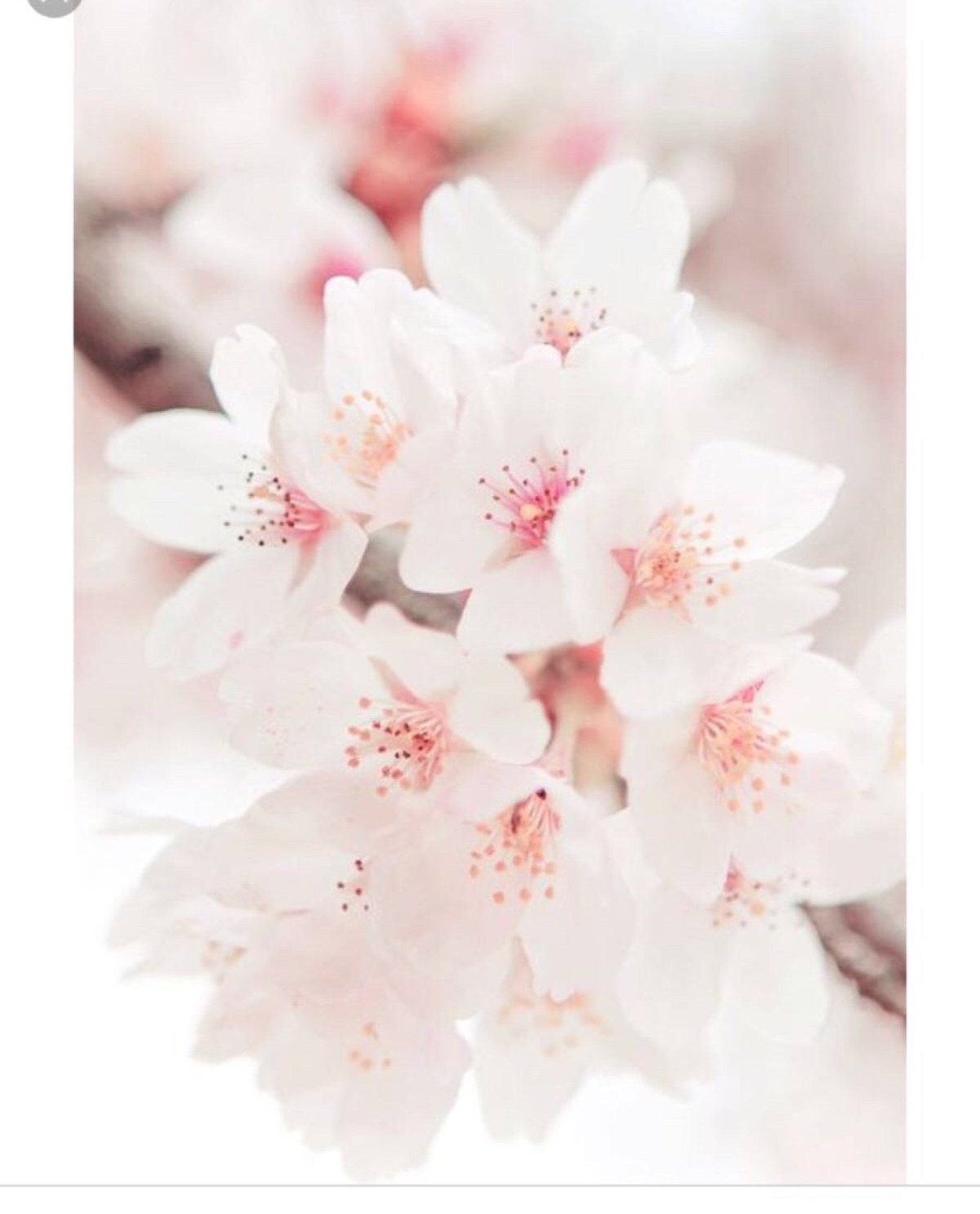 Нежные цветочки