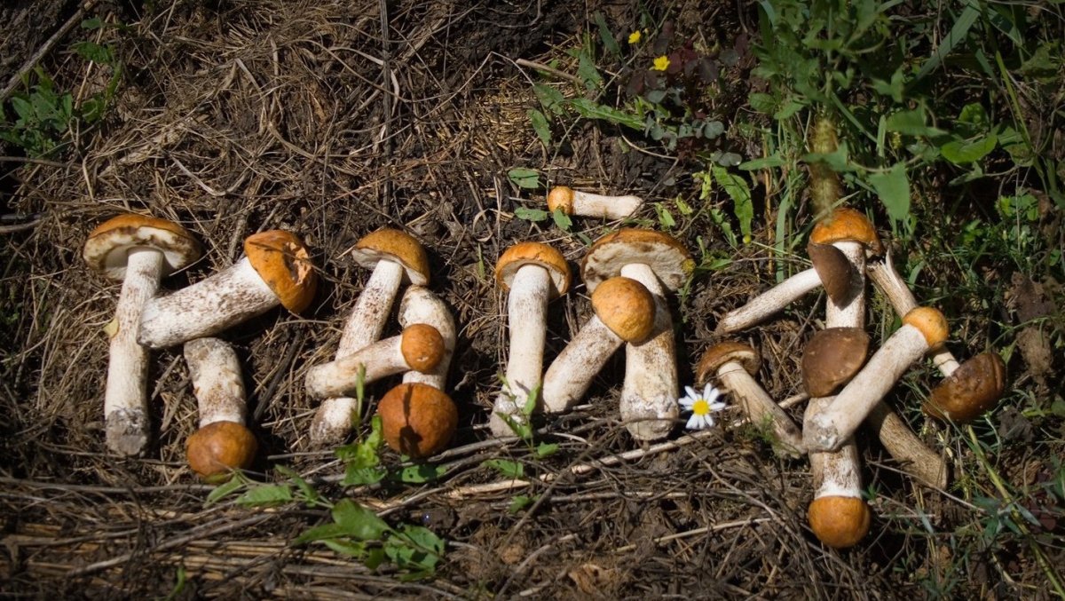 Грибные приколы