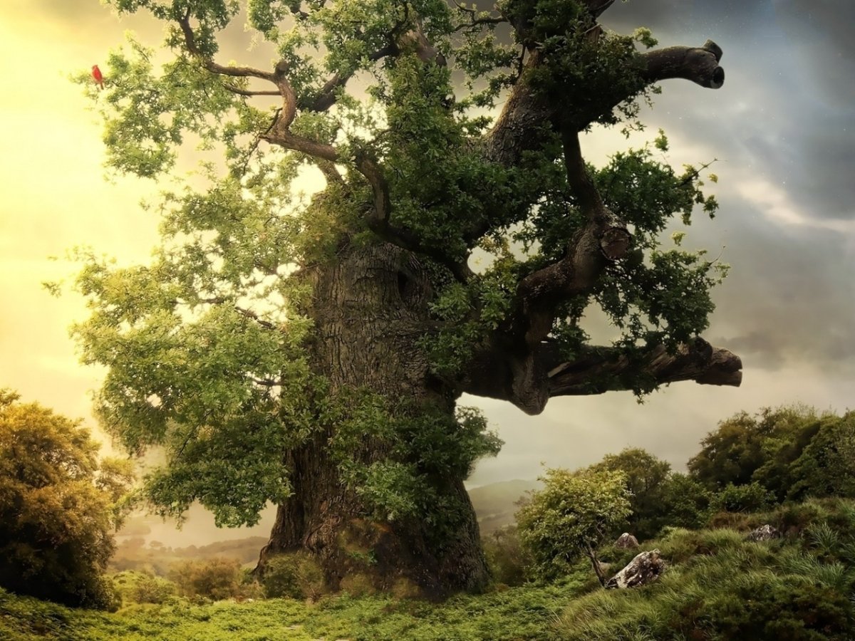 Картинки на телефон