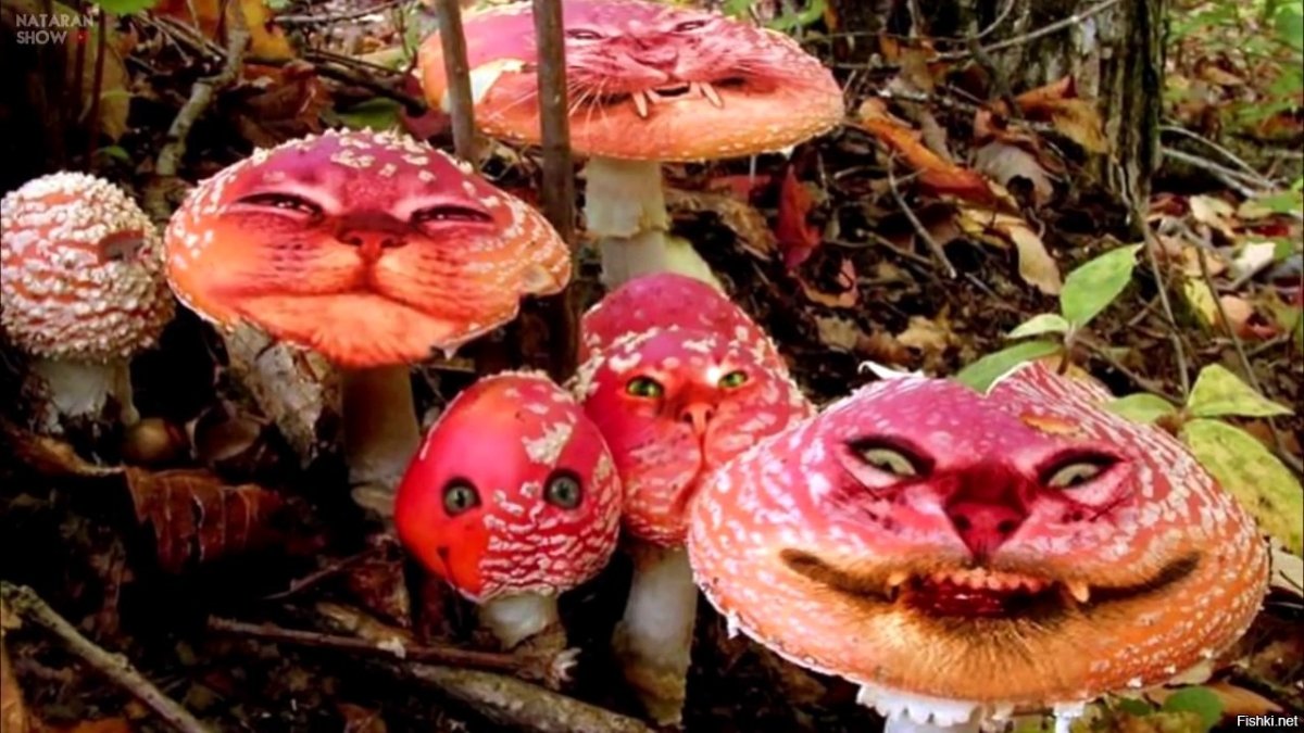 Крымский мухомор