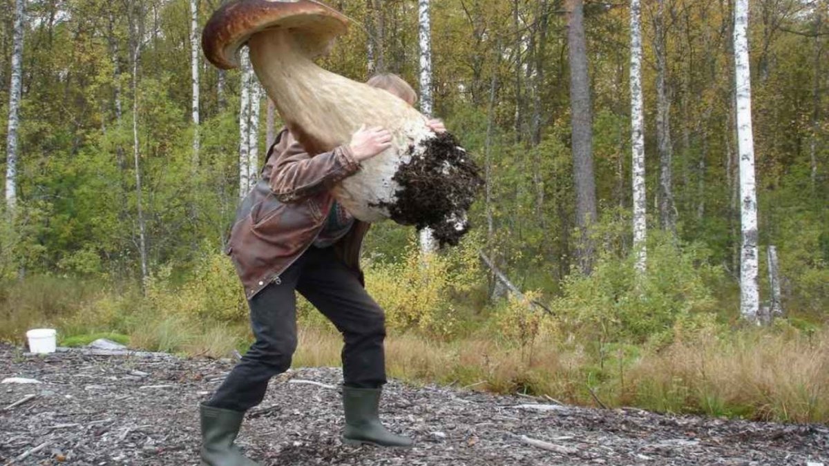 Чернобыль грибы