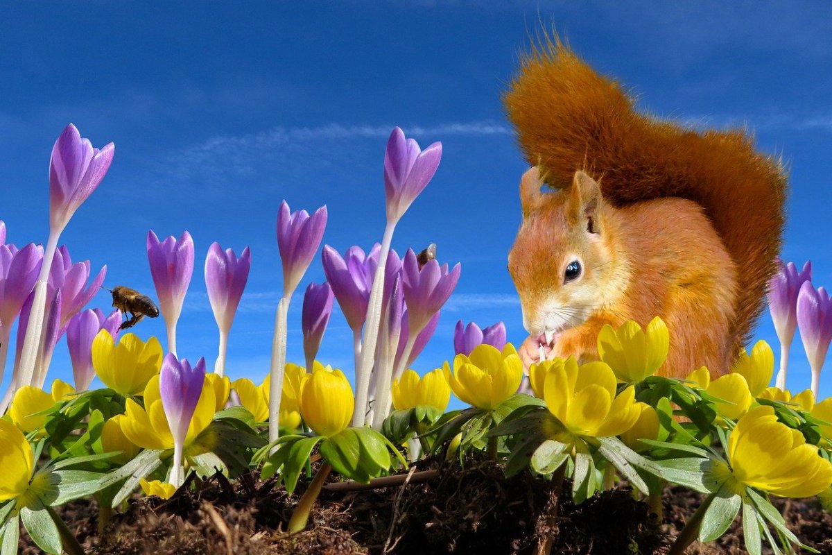 Растения и животные весной